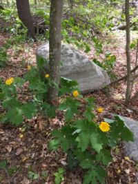 woodland poppies