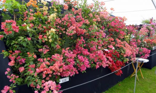 Southport Flower Show 2015 (53) (Large)