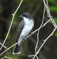 This bird lives in Central Park, New York City, NY