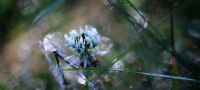 White Clover