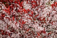 Sand Cherry Blossom