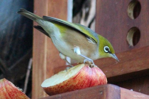 Solve NZ Waxeye jigsaw puzzle online with 468 pieces