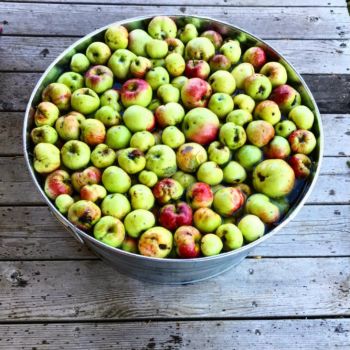 apples_bucket_porch_fall_cider-768x768