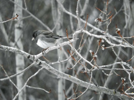 Dark-eyed junco in the trees a couple weeks ago
