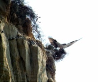 Torrey Pines Cliffs - Osprey Taking Flight