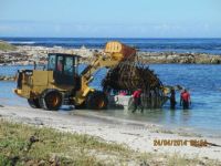 Kelp lifted off 'boat'  in Kommetjie 1