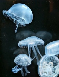Jellyfish at the Birch Aquarium