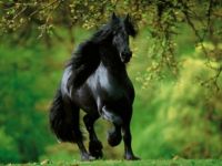 beautiful horse <3