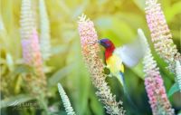 Mrs-Goulds-Sunbird