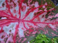 Caladium