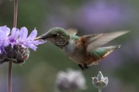 Allen's Hummingbird Feeding on Cleveland Sage, San Dieguito County Park, Solana Beach, California
