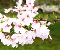 Japanese Cherry Blossoms