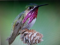 Calliope Hummingbird, the smallest bird species in North America and measures just 3 inches long.  the Bee Hummingbird is the smallest in the world, measuring just 2 1/4 inchs long.