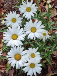 Spring flowers in the garden 1 Daisies