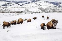 A mother bison leads her calf through deep snow toward a road in Yellowstone National Park, Wyo., on Feb. 20, 2021.