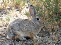 Cottontail Rabbit - Denver, CO