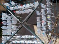 mondmaskers aan de lijn/Protection masks drying in the sun