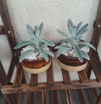 Pair of succulents on new shelve