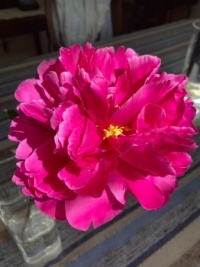 Stunning Peony