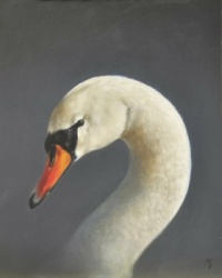 "Swan"