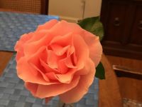 Mailbox rose