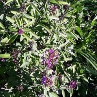 Butterfly bush