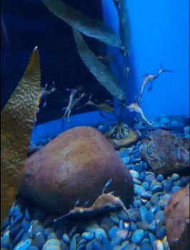 Weedy Sea Dragon in Ripley's Aquarium of the Smokies