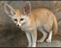 Fennec Fox    ---Critters I'd like to pet (without being eaten, scratched, bitten, etc.)