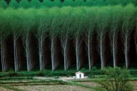 The rows on a tree farm