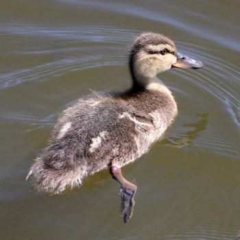 Mallard Duckling, Discovery Lake, San Marcos, California