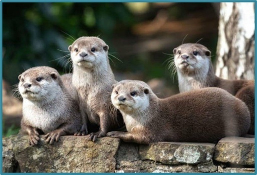 Solve Did You Know A Group Of These Cuties (Otters) Is Called A Raft ...