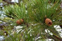 New pine cones