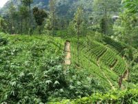 Tea plantage Sri Lanka