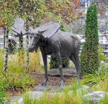 Garden Art - Moose in St. John, New Brunswick