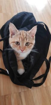 Red Cat in Black Bag