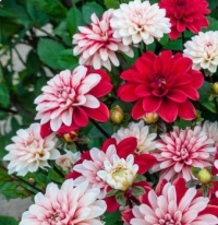 Dahlias