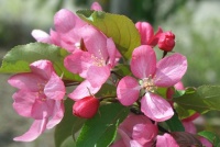 Malus (Apple) Blossom