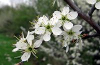 Blackthorn Blossoms (Mar17P50)