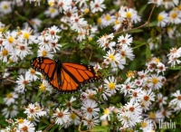 Monarch in Asters, Cades Cove