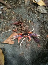 Crabby