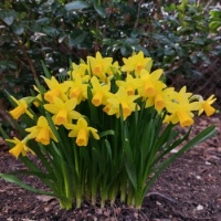 Narcisy