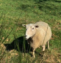 A sheep in Metchosin/Mouton de Metchosin