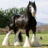 Another Pretty Horse