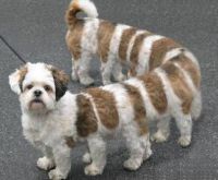 Found in Bonga Bonga pet store....