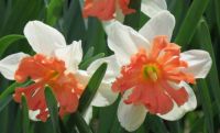 Frilly Daffodils
