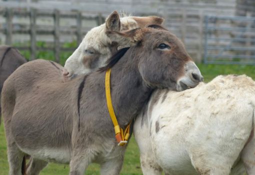 Solve Donkeys jigsaw puzzle online with 150 pieces