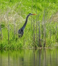 great blue heron