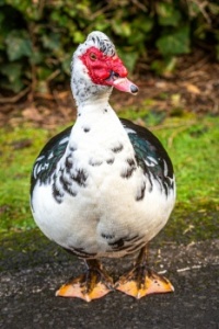 THE UGLY DUCKLING