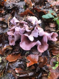 Fungus in Beech Leaves