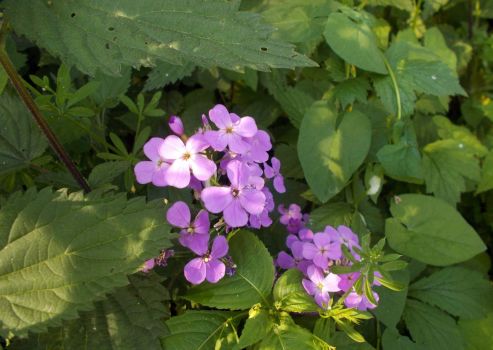 fialové květy